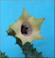 Huernia primulina